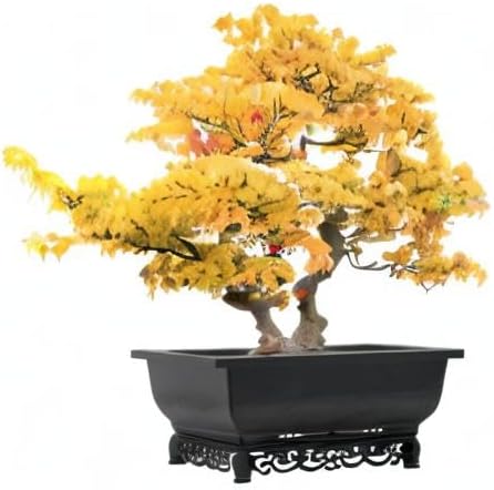 Cotta Planters Bonsai Pot – 2-Pack 14 Inch Large Bonsai Training Pot with Eelegant Stand – Rectangular Bonsai Pots with Mesh Drainage – Luxurious Bonsai Tree Pots Indoor Made with Recycled Plastic