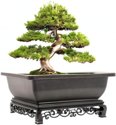 Cotta Planters Bonsai Pot - 2-Pack 9 Inch Training Pot With Elegant Stand - Antique Brown Pots With Mesh Drainage - Luxurious Indoor Tree Pots Made With Recycled Plastic