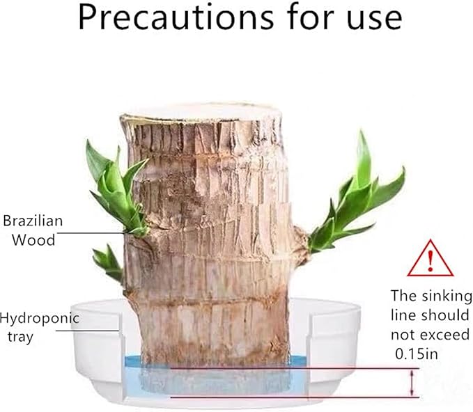 Brazilian Lucky Wood Plant Kit, Lucky Wood Doesn't Need to Wait to Sprout, Suitable for Home Office Desk Decor, Natural Air Cleaner (B)