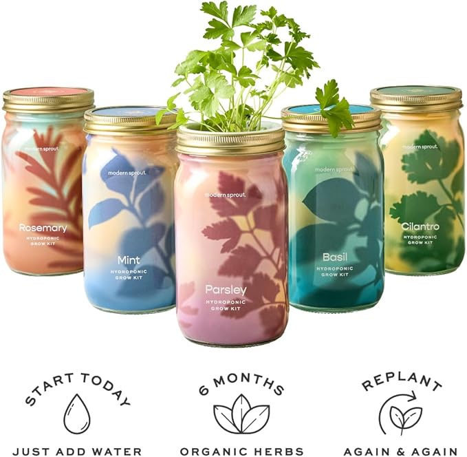 Modern Sprout New & Improved Mason Jar Grow Set, Indoor Herb Garden, Seed Starter Set, Organic Seeds, Hydroponic Growing (Basil + Lavender)