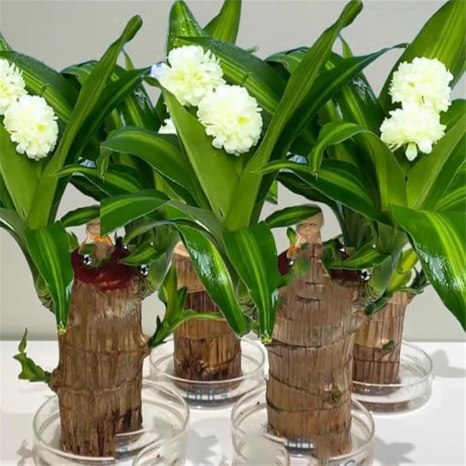Brazilian Lucky Wood Plant Kit, Lucky Wood Doesn't Need to Wait to Sprout, Suitable for Home Office Desk Decor, Natural Air Cleaner (2L)