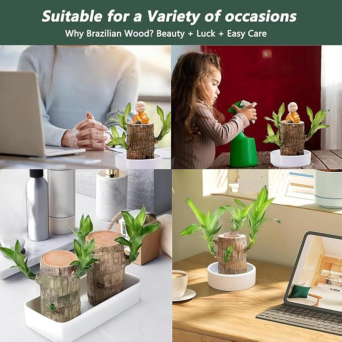 Brazilian Lucky Wood Plant Kit, Lucky Wood Doesn't Need to Wait to Sprout, Suitable for Home Office Desk Decor, Natural Air Cleaner (B)