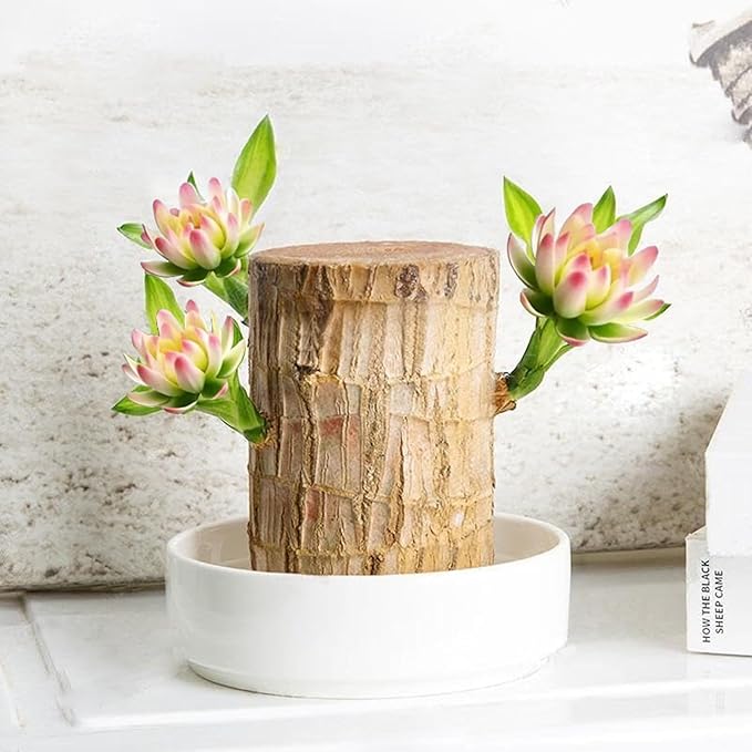 Brazilian Lucky Wood Plant Kit, Lucky Wood Doesn't Need to Wait to Sprout, Suitable for Home Office Desk Decor, Natural Air Cleaner (B)