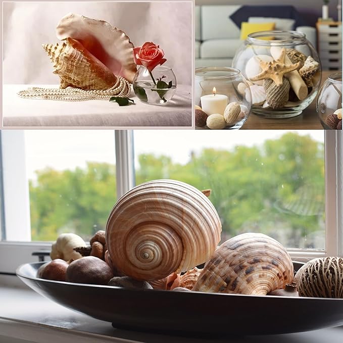 JQAQJU Sea Shells for Decorating 15PCS Large Seashells Starfish Conch for Beach Party,Vase Fillers, Table Scatters, Home Decor, DIY Crafts, Bathroom, Fish Tank Decorations