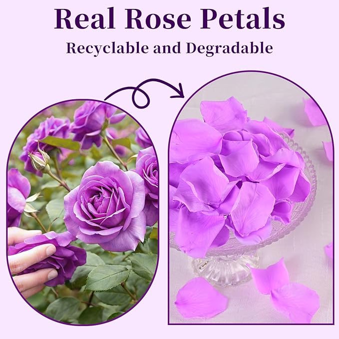 180 PCS Real Purple Rose Petals for Wedding, 1.76oz Dried Flower Petal for Flower Girl to Throw, Romantic Night Shower Party Proposal Centerpiece Table Decor