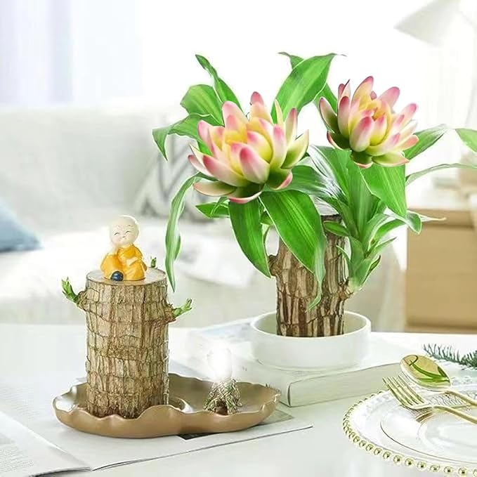 Brazilian Lucky Wood Plant Kit, Lucky Wood Doesn't Need to Wait to Sprout, Suitable for Home Office Desk Decor, Natural Air Cleaner (2D)