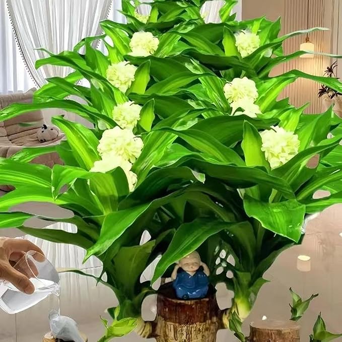 Brazilian Lucky Wood Plant Kit, Lucky Wood Doesn't Need to Wait to Sprout, Suitable for Home Office Desk Decor, Natural Air Cleaner (2E)