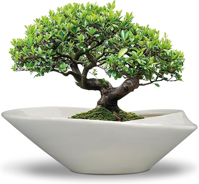 18 Inch Ceramic Bonsai Planter Pot with Drainage Hole, Glazed Large Plant Pot Succulent Planter for Indoor and Outdoor Plants Gray
