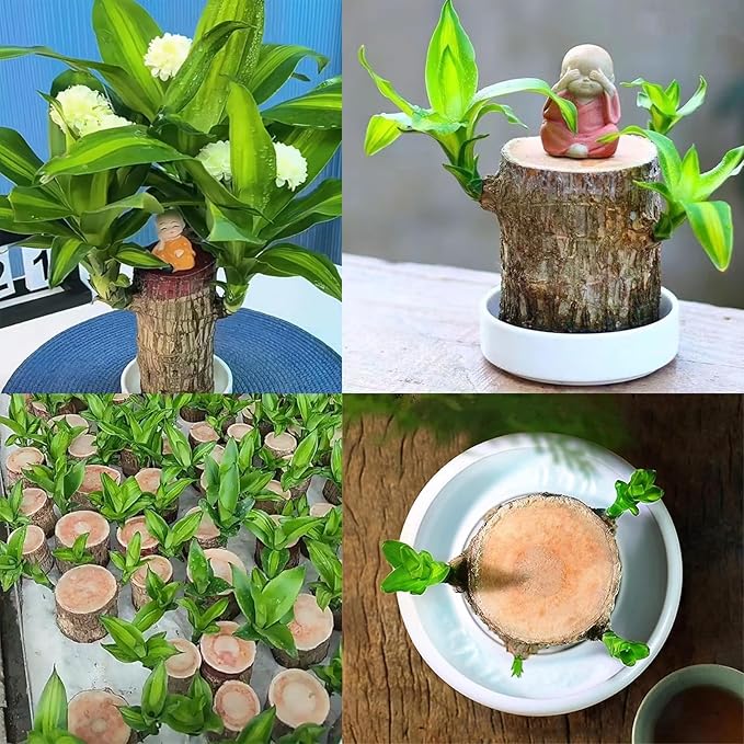 Brazilian Lucky Wood Plant Kit, Lucky Wood Doesn't Need to Wait to Sprout, Suitable for Home Office Desk Decor, Natural Air Cleaner (A)
